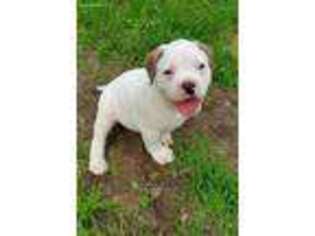 American Bulldog Puppy for sale in Myerstown, PA, USA