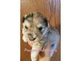 Mutt Puppy for sale in Oakville, IA, USA