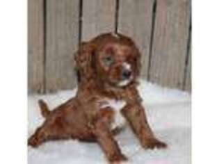 Goldendoodle Puppy for sale in Stanley, WI, USA