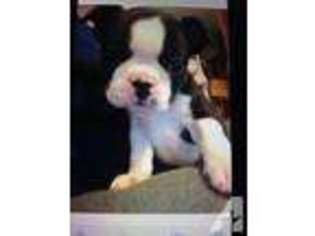 Boston Terrier Puppy for sale in BATTLE GROUND, WA, USA