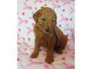 Mutt Puppy for sale in Mchenry, IL, USA
