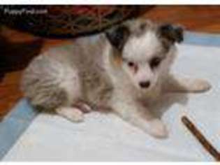 Miniature Australian Shepherd Puppy for sale in Dayton, TN, USA