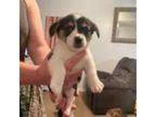Pembroke Welsh Corgi Puppy for sale in Buffalo, NY, USA