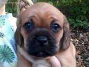 Pug Puppy for sale in Landisburg, PA, USA