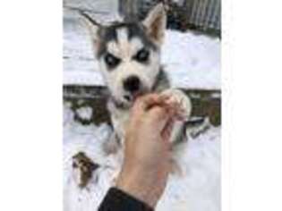Siberian Husky Puppy for sale in Uniondale, IN, USA