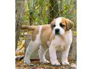 Saint Bernard Puppy for sale in Ann Arbor, MI, USA