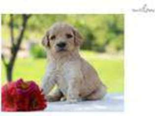 Goldendoodle Puppy for sale in Lexington, KY, USA