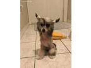 Chinese Crested Puppy for sale in Ponchatoula, LA, USA