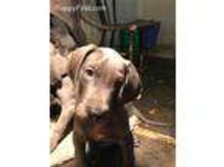 Great Dane Puppy for sale in Willshire, OH, USA
