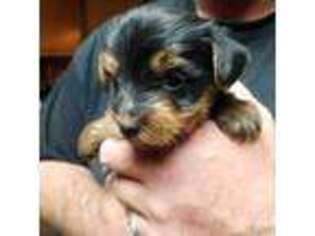 Yorkshire Terrier Puppy for sale in Jamestown, TN, USA