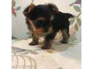 Yorkshire Terrier Puppy for sale in Uniontown, OH, USA