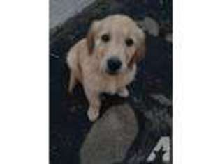 Labrador Retriever Puppy for sale in TRACY, CA, USA