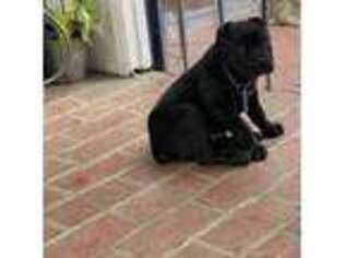Cane Corso Puppy for sale in West Covina, CA, USA