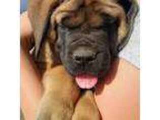 Mastiff Puppy for sale in Flaxville, MT, USA
