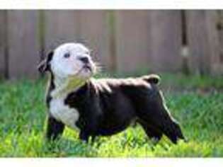 Olde English Bulldogge Puppy for sale in Georgetown, TX, USA