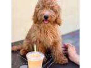 Goldendoodle Puppy for sale in Venice, CA, USA