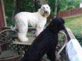 Afghan Hound Puppy for sale in AURORA, IN, USA