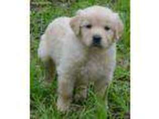 Golden Retriever Puppy for sale in Cleburne, TX, USA
