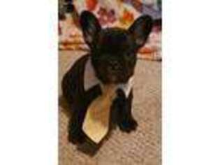 French Bulldog Puppy for sale in New London, IA, USA