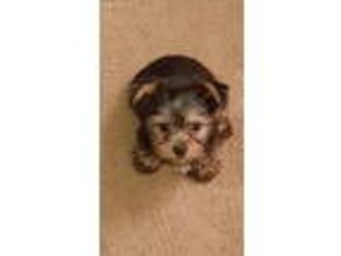 Yorkshire Terrier Puppy for sale in Brentwood, MD, USA
