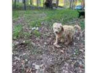 Goldendoodle Puppy for sale in Highlands, NC, USA