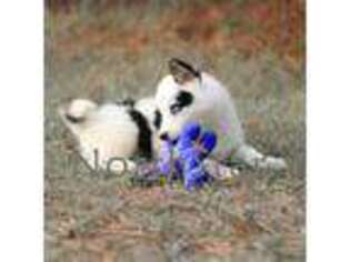 Siberian Husky Puppy for sale in Dallas, TX, USA