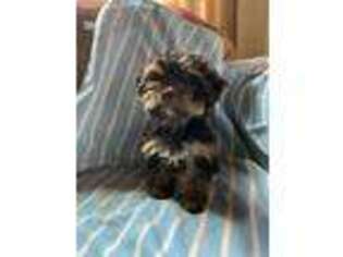 Yorkshire Terrier Puppy for sale in Tucson, AZ, USA