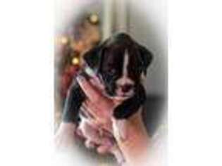 Boxer Puppy for sale in Tampa, FL, USA