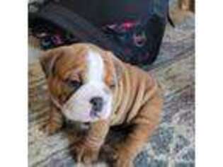 Bulldog Puppy for sale in Brandon, SD, USA