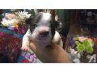 French Bulldog Puppy for sale in KEYSER, WV, USA