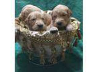 Golden Retriever Puppy for sale in Farmington, AR, USA