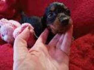 Dachshund Puppy for sale in Clifton, TN, USA