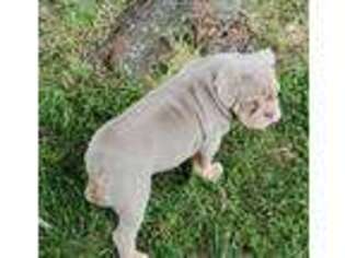 Olde English Bulldogge Puppy for sale in Cunningham, KY, USA