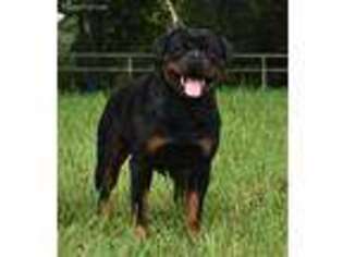 Rottweiler Puppy for sale in Spokane, WA, USA