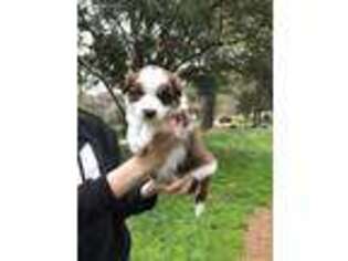Border Collie Puppy for sale in Huntersville, NC, USA