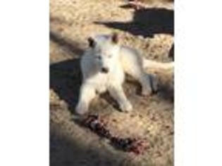 Siberian Husky Puppy for sale in Inyokern, CA, USA