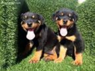 Rottweiler Puppy for sale in Los Angeles, CA, USA