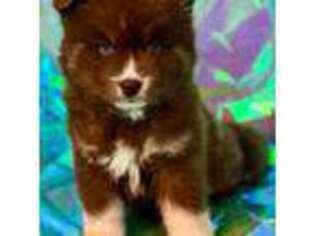 Mutt Puppy for sale in Rogers, MN, USA