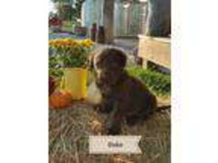 Labrador Retriever Puppy for sale in Greentop, MO, USA