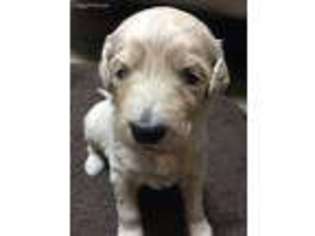 Goldendoodle Puppy for sale in Rockford, OH, USA