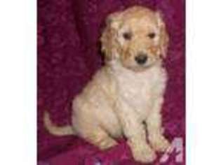 Goldendoodle Puppy for sale in GEORGETOWN, KY, USA