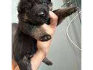 German Shepherd Dog Puppy for sale in Stoneham, MA, USA