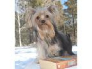Yorkshire Terrier Puppy for sale in Elbert, CO, USA