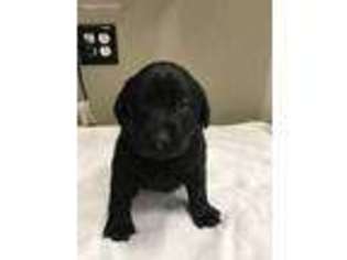 Labrador Retriever Puppy for sale in French Lick, IN, USA