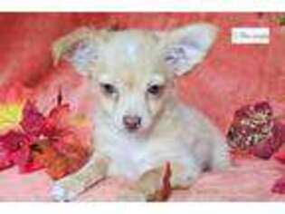 Chihuahua Puppy for sale in Fort Myers, FL, USA