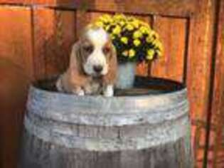 Basset Hound Puppy for sale in Oldfield, MO, USA