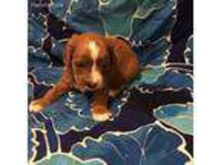 Cavapoo Puppy for sale in Wickenburg, AZ, USA