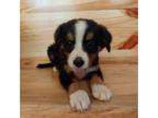 Bernese Mountain Dog Puppy for sale in Lexington, NC, USA