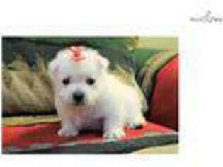 West Highland White Terrier Puppy for sale in Monroe, LA, USA