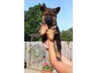 German Shepherd Dog Puppy for sale in Snow Camp, NC, USA
